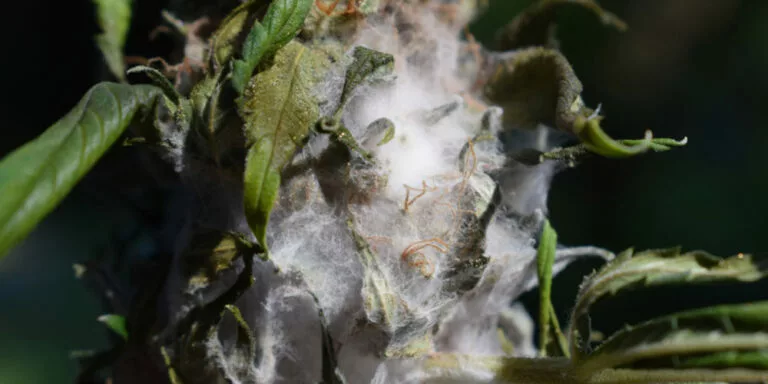 Moldy Weed How To Check For It And What To Do About It Natural