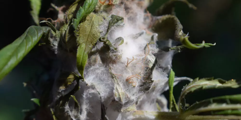 A close up of a cannabis plant with white hair-like mold on it.