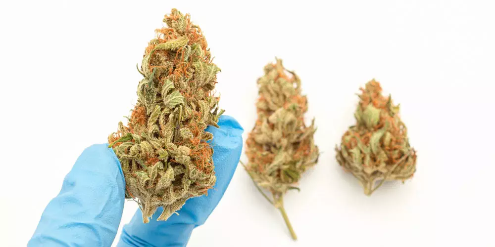 A person is holding a marijuana bud in blue gloves.