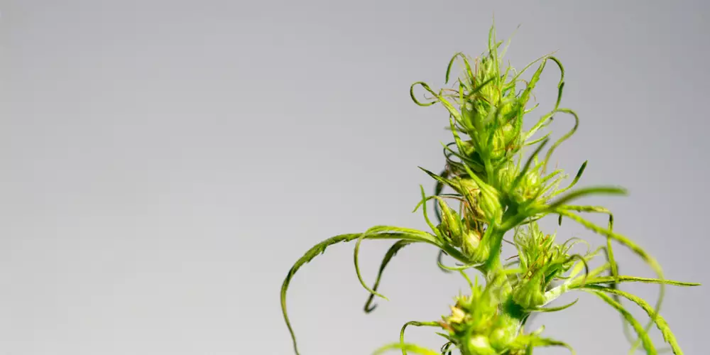 cannabis hermaphrodite plant