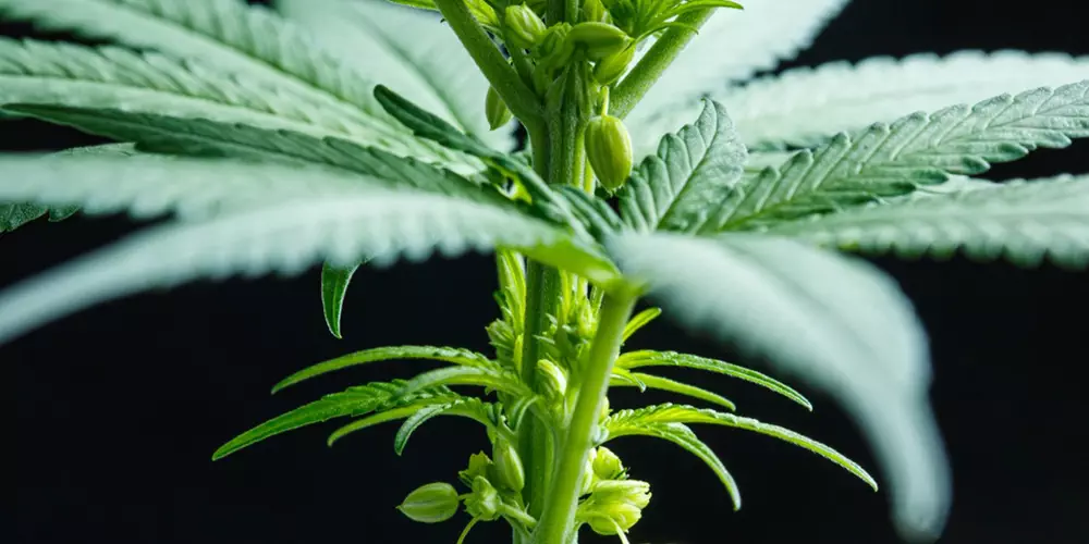 A close up of a male marijuana plant.