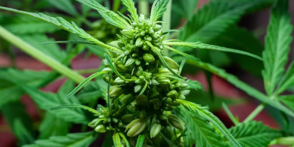 branch of male cannabis plant in flowering close up