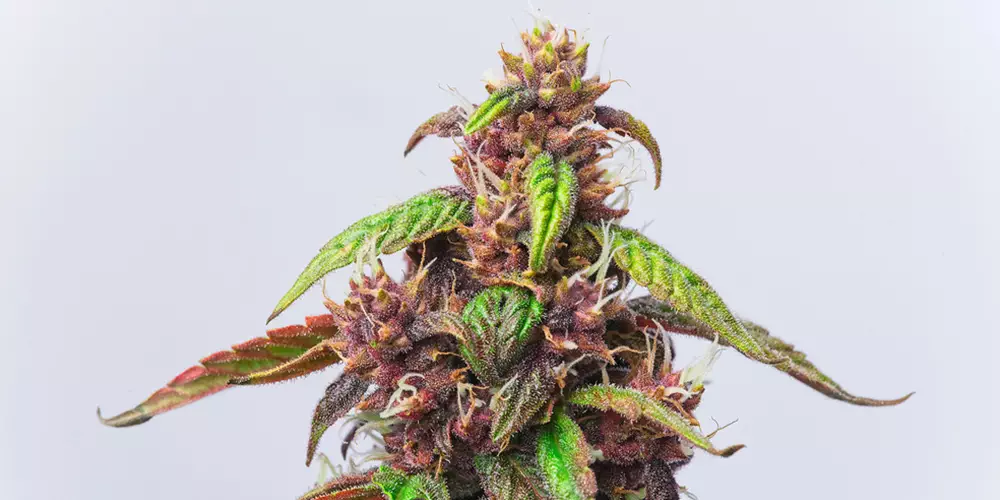 close up of auto red modern strain marijuana