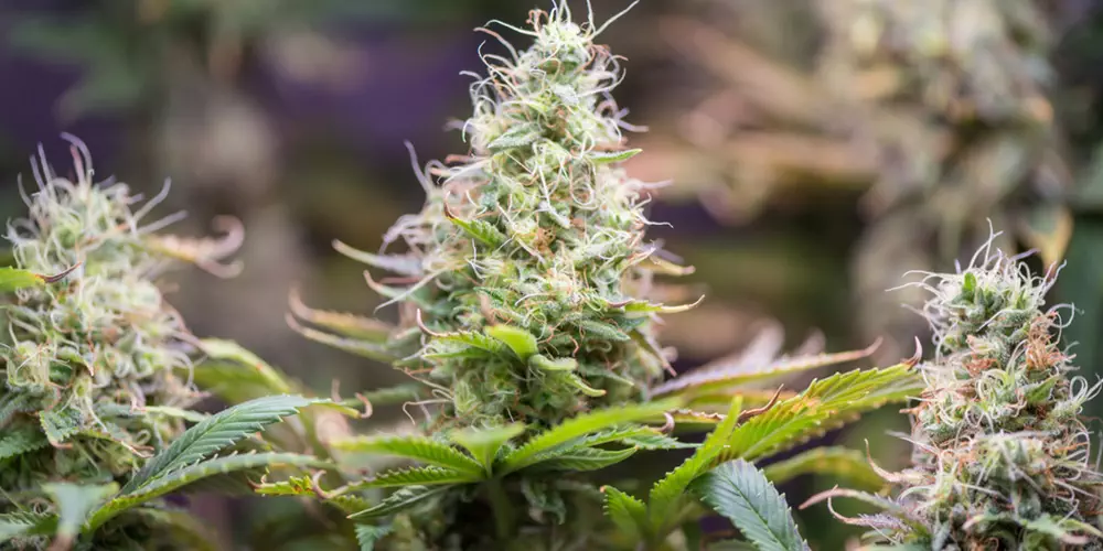 A close up of a female cannabis plant.