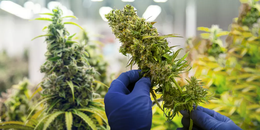 harvesting marijuana plants in science lab