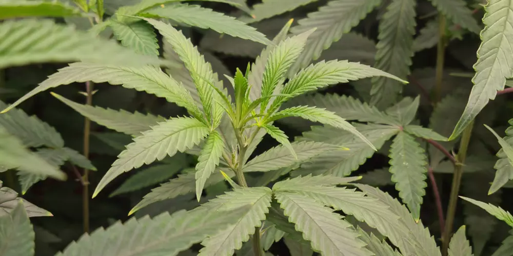 cannabis in vegetative stage