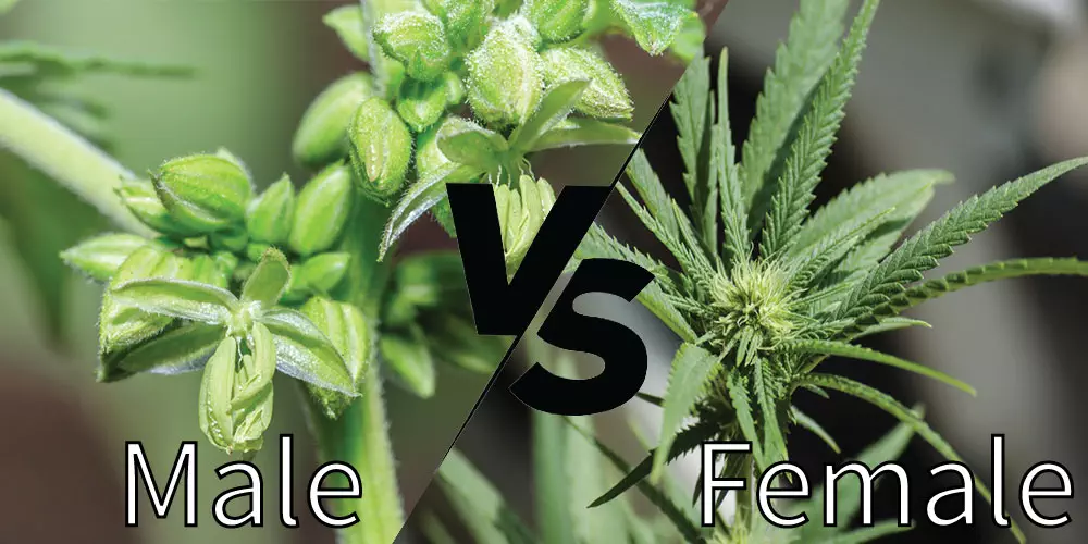 banner with 'male vs female' cannabis plants