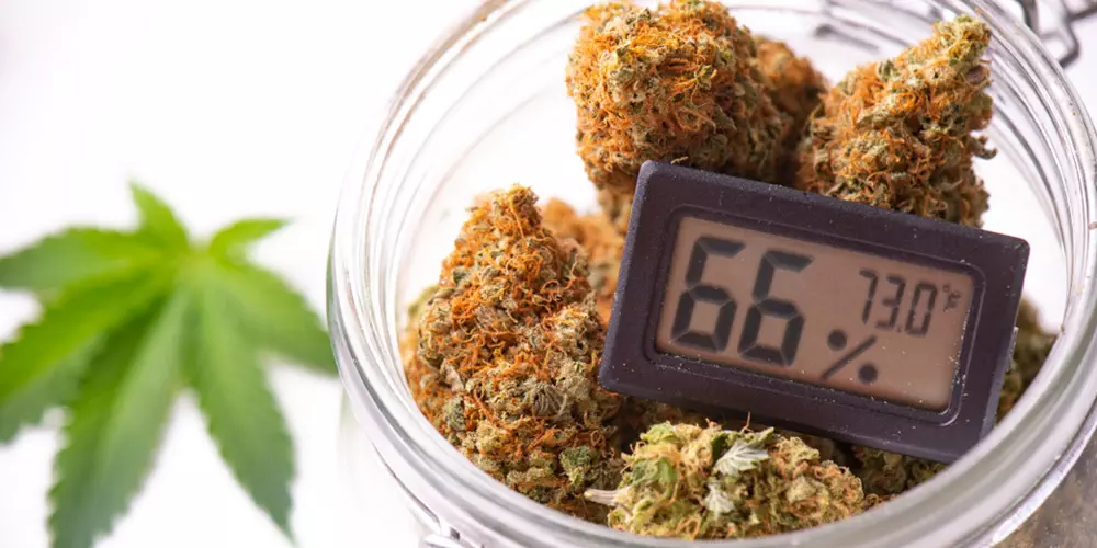 cannabis buds on clear glass jar with humidity gauge