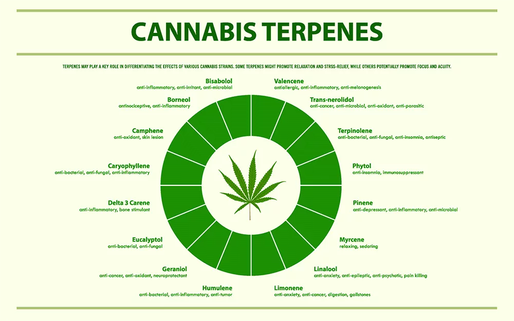 cannabis terpenes horizontal infographic