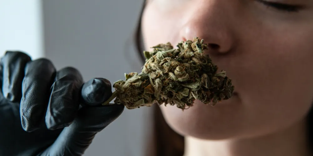 Why Does Weed Lose Its Smell?