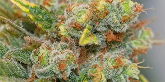 growing cannabis bud with white trichomes