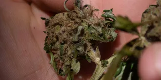 moldy cannabis indica flower in someones palm