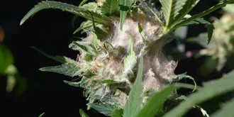 moldy cannabis bud rotting on the plant
