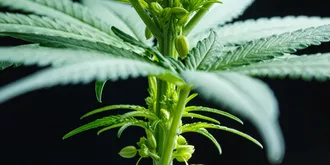 male marijuana plant with pollen sacs