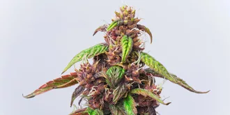 close up of auto red modern strain marijuana
