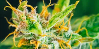 sugar trichomes on cannabis plant