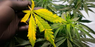 yellow cannabis leaf burned by light or fertilizer