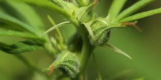 wild cannabis bud enclosed in hairy bract