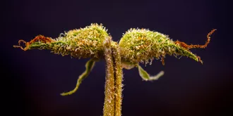 macro of cannabis calyx with visible trichomes