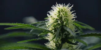 blooming marijuana plant with early white flowers
