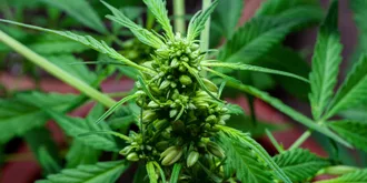 branch of male cannabis plant in flowering close up