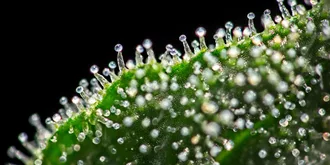 macro closeup of trichomes on cannabis indica leaf