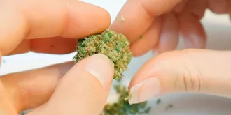 A persons hand is holding a piece of marijuana.