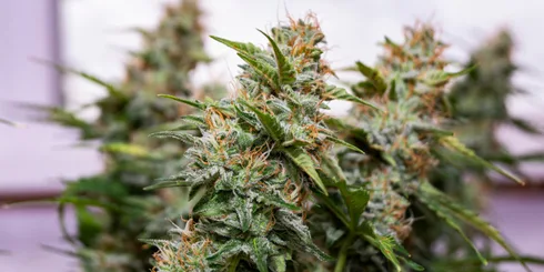 cannabis indica of an auto-flowering variety