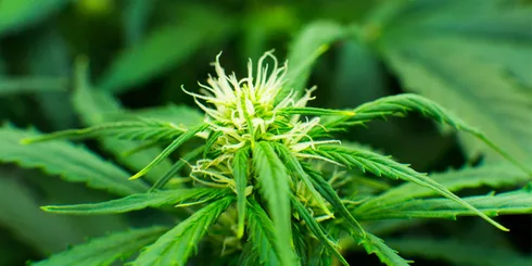 cannabis at the beginning of flowering