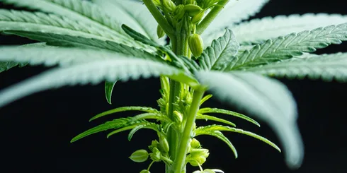 male cannabis plant with pollen sacs forming