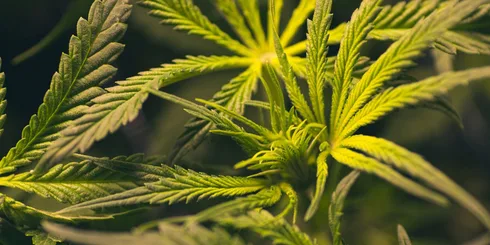 cannabis plant in artificial light in the pre-flowering stage