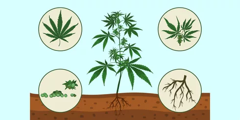 cannabis plant parts vector illustration