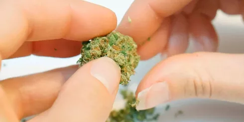 A person's hand is holding a piece of marijuana.