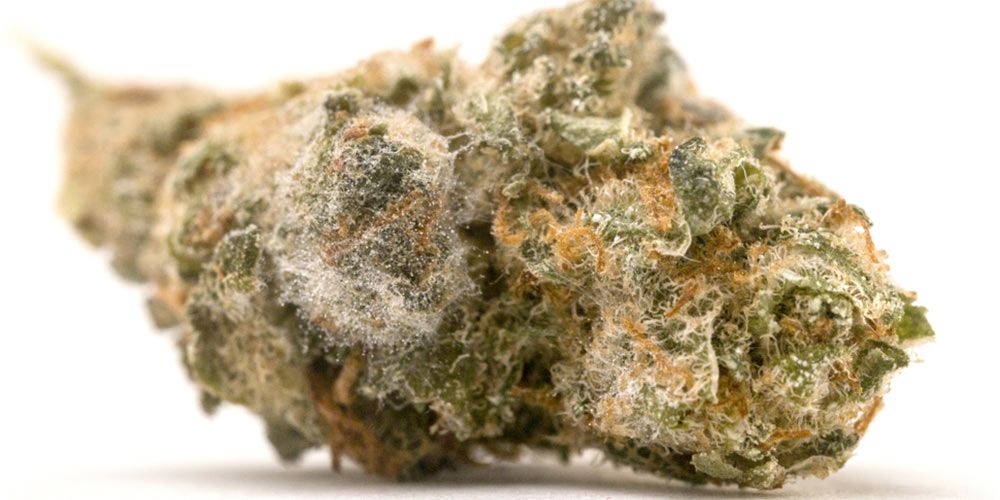 What Does Mold On Weed Look Like Moldy Weed - How To Check For It and What To Do About It | Natural
