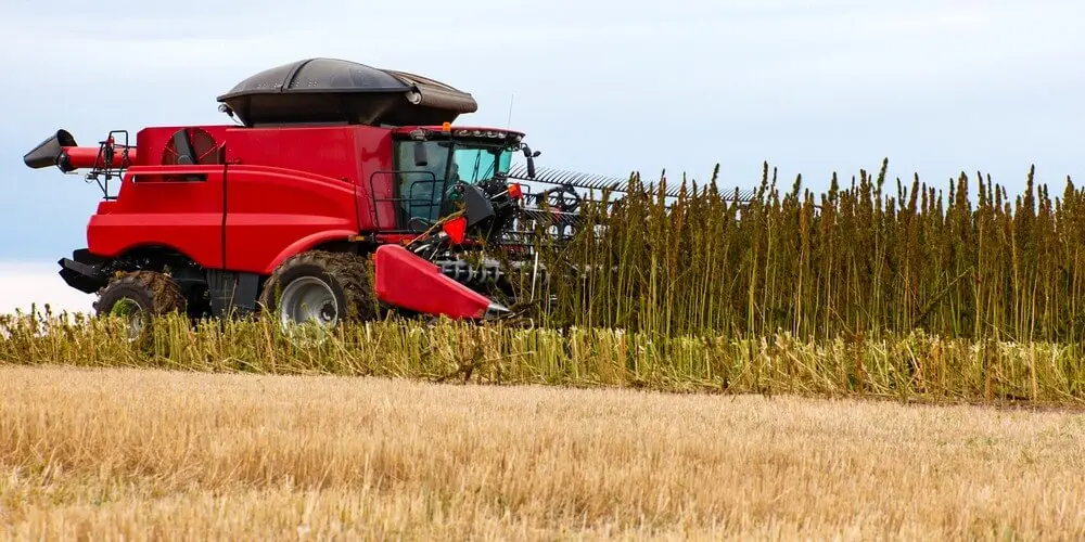 combine harvester cutting hemp plants