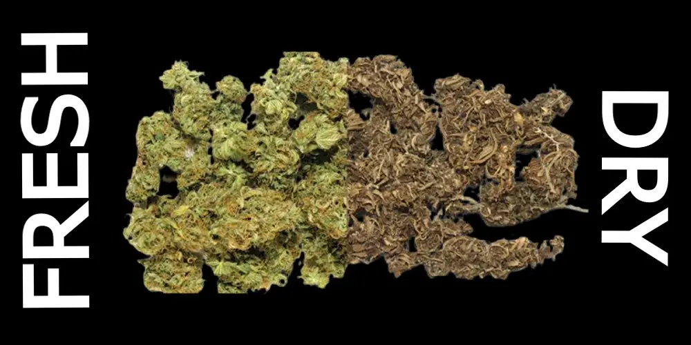 how to rehydrate weed