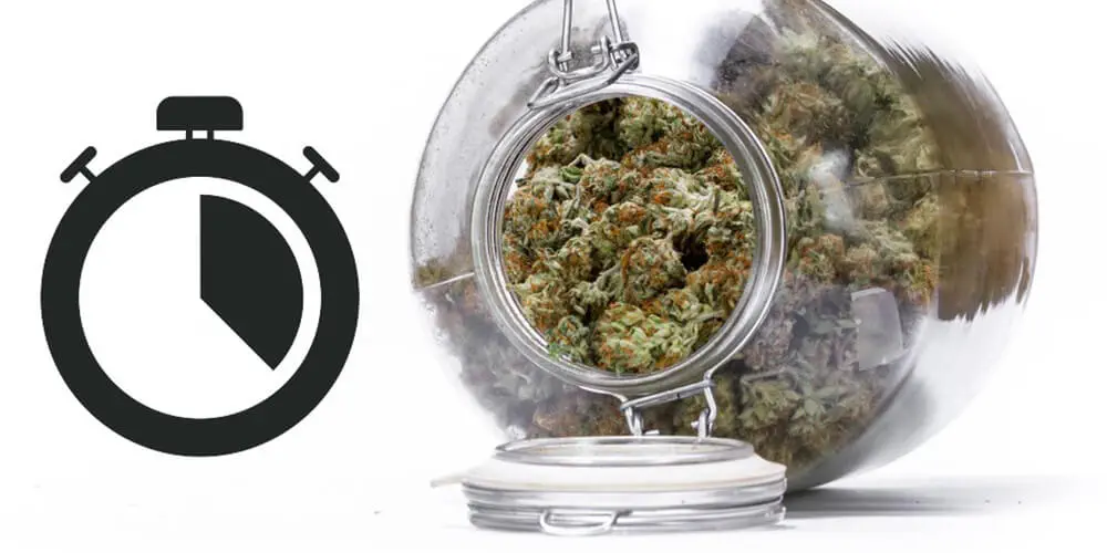A jar of marijuana with a timer next to it, indicating the freshness duration.