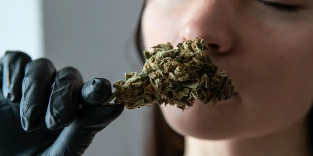 girl holds a marijuana bud in her hands and smells it